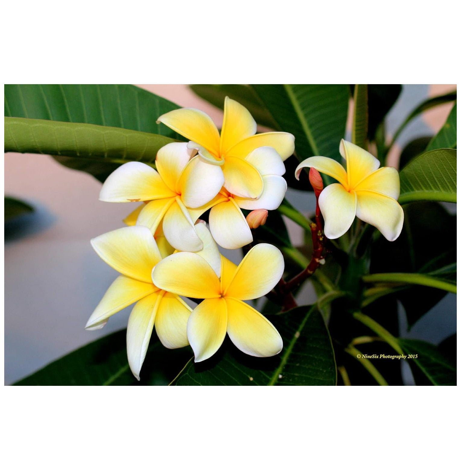 BULYAXIA Plumeria Plant 10 in Yellow Frangipani Plumeria Live Plants, Fragrant