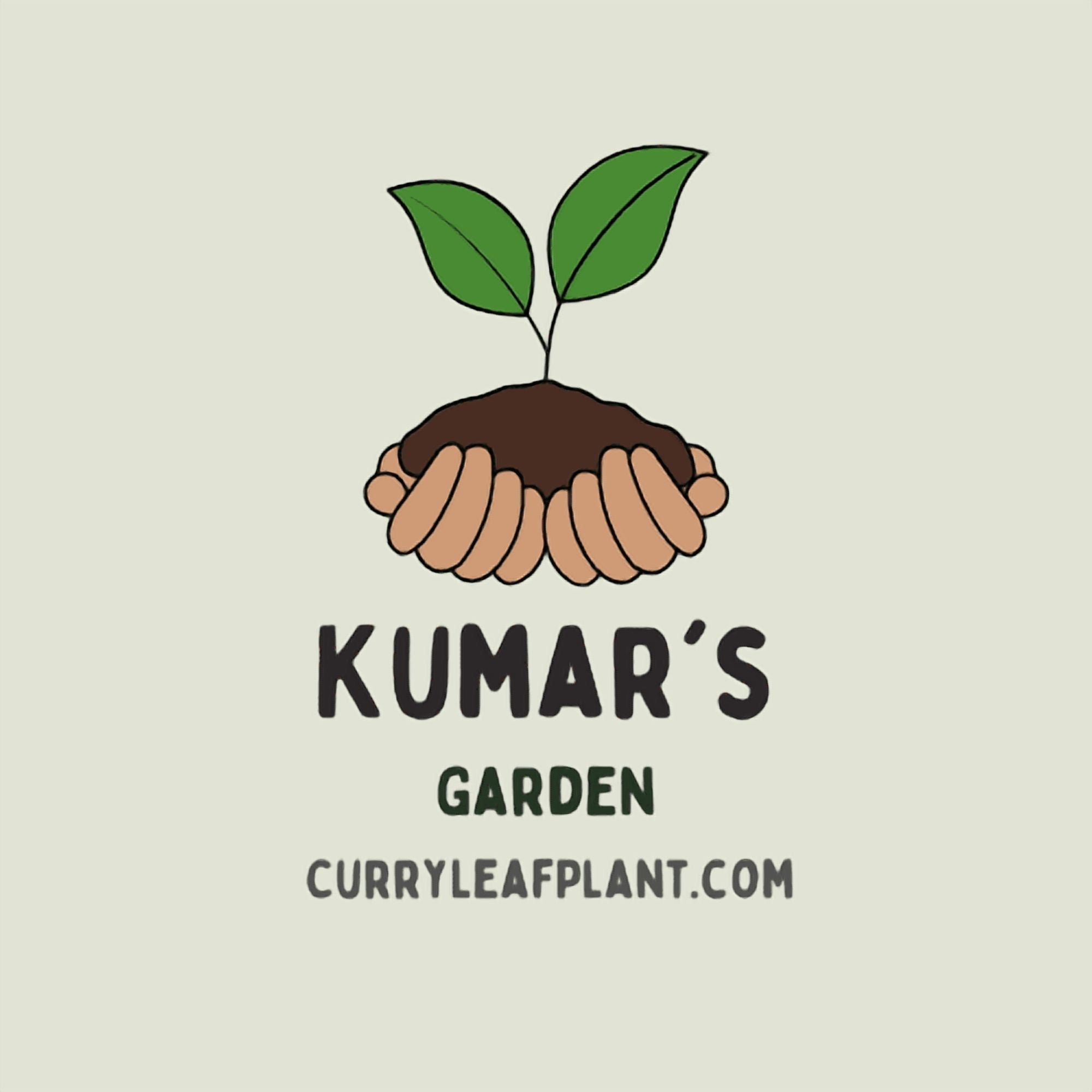 Curry Leaf Plant - Live Plant (Murraya Koenigii), 6 Inches