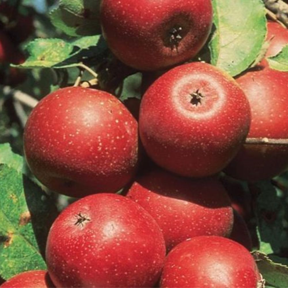 Expert Gardener 1.5- 2 ft tall Winesap Apple Live Tree in 1-Gallon Grower Pot