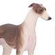 thumbnail image 2 of Realistic Greyhound Pet Figure, Educational Cognitive Model for 3+ Year Old Puppy, 2 of 2