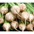 thumbnail image 3 of TomorrowSeeds - White Albino Beet Seeds - 600+ Count - For 2026 Planting Mangel Turnip Garden, 3 of 9