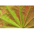 thumbnail image 2 of Paulson, Don 18x13 White Modern Wood Framed Museum Art Print Titled - Close-up of vein pattern on maple leaf, 2 of 4