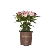 Southgate Grace Rhododendron (2 Gallon) Flowering Evergreen Shrub with Pink Buds that Bloom White - Part Sun to Shade Live Outdoor Plant - Southern Living Plant Collection