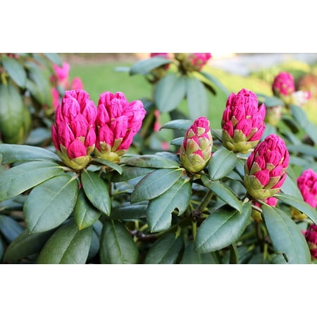 - Peel-n-Stick Poster of Garden Denmark Rhododendron Background Summer Poster 24x16 Adhesive Sticker Poster Print