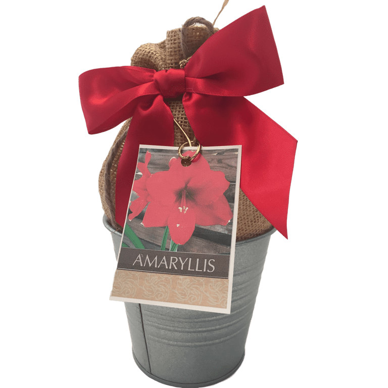 Red Lion Amaryllis Bulb in a Rustic Silver Tin Pot, With a Burlap Sack, a Red Ribbon and a Professional Growing Medium Red Lion Amaryllis Bulb in a Rustic Silver Tin Pot, With a Burlap Sack, a Red Ribbon and a Professional Growing Medium