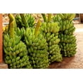 thumbnail image 2 of 5 PLANTAIN BANANA Musa Balbisiana Hardy Red Flowering Sweet Wild Fruit Tree Seeds, 2 of 6