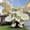 Elephant Ear-A, variant on Giant Elephant Ear Taro — A Gardening Essential— The Premier Choice for Tropical Landscaping — Adds a Fresh, Natural Accent to Yards and Pathways — (Non-Artificial)