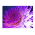 thumbnail image 2 of Trademark Fine Art 'Mod Dahlia' Canvas Art by Kathy Yates, 2 of 4