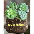 thumbnail image 4 of 11 Pcs Mixed Unpotted Faux Various Succulent Assortment,Realistic Mini Artificial Succulents Textured in Different Type Different Size-Echeveria Agave Floral Arrangement,DIY, 4 of 9