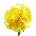 thumbnail image 2 of 100 Stems of Yellow Carnations- Beautiful Fresh Cut Flowers- Express Delivery, 2 of 4
