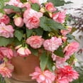 thumbnail image 1 of Flower Bulbs - Begonia Cascade Florence (4 Bulbs), 1 of 1