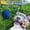 Blue, variant on Soft Latex Squeaky Dog Toy Pig Shape Balls for Small Medium Breeds Durable Chew Toy for Fetch Play Training 2.4 Inch