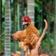 thumbnail image 4 of Juguetes de piscina, juguetes para bebés, juguetes para niños pequeños, sombrero protector con forma de cabeza de pollo, sombrero divertido de pollo, sombrero de pollito, casco de pollo, 4 of 5