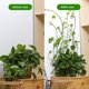 thumbnail image 4 of Clips para accesorios de pared trepadora de plantas, 150 piezas de 3 tamaños de enredaderas de pared invisibles, gancho adhesivo para pared, fijador de pared para trepar plantas de vid con gancho, 4 of 7