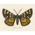 thumbnail image 2 of Wild Apple Portfolio 32x26 White Modern Wood Framed Museum Art Print Titled - Natures Butterfly V, 2 of 4