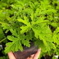 thumbnail image 4 of Pelargonium Citrosum, Citronella, Scented Geranium - Pot Size: 4.5" - Fragrant Plants, Plants, 4 of 6