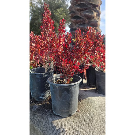 Coprosma repens 'Pacific Sunset' on 1 gallon pot - Get similar