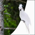 thumbnail image 3 of Oiseaux Plumes Maison Ornement Perroquet Oiseau Rouge, 3 of 8