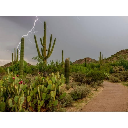 USA, Arizona, Tucson, Saguaro National Park West, Lightning Print Wall Art By Peter (Best National Parks West Usa)