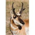 thumbnail image 2 of Archer, Ken 17x24 Black Ornate Wood Framed with Double Matting Museum Art Print Titled - Pronghorn Antelope Buck, 2 of 4