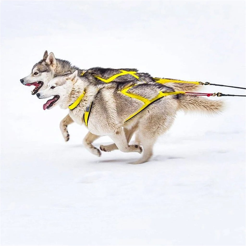 WINDLAND Dog Harness for Outdoor Sports and Adventures Use Skiing Running Pet Harnesses