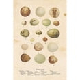 thumbnail image 2 of Birds Eggs II Poster Print by Gwendolyn Babbitt, 2 of 2