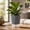 Black, variant on Lunxisen 1 Pcs Modern Planter Pot Self-Watering Geometric Flower Pot for Indoor Garden Decor Container Houseplant