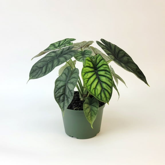 4 in. Alocasia Dragon Scale Plant in Grower Container