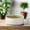 White, variant on Mahalia Grey Terracotta Round Planter Pot, Embossed Indoor Outdoor Decorative Planter