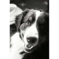thumbnail image 3 of Millet, Karyn 11x14 Black Modern Framed Museum Art Print Titled - Ranch Dog, 3 of 5