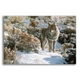 thumbnail image 1 of Epic Art 'Winter Sage-Coyote' by Ron Parker, Acrylic Glass Wall Art, 24"x16", 1 of 8