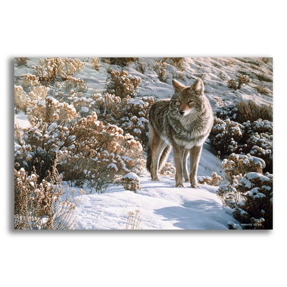 Epic Art 'Winter Sage-Coyote' by Ron Parker, Acrylic Glass Wall Art, 24"x16"