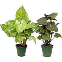 Live Combo Syngonium Arrowhead White Butterfly & Maria Allusion, Christmas Gift for Co-Worker, Housewarming Gift, Fully Rooted Indoor Plant, Healthy Houseplants in 4" Pots