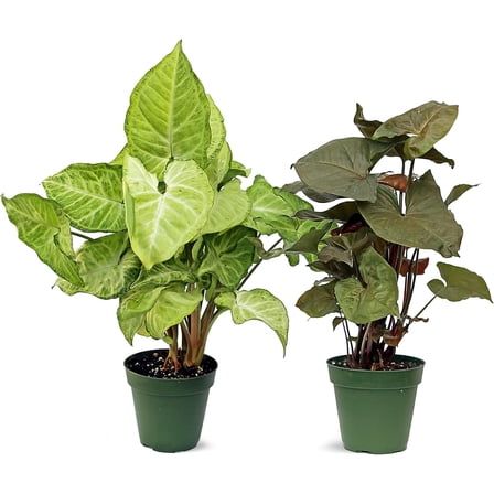 Live Combo Syngonium Arrowhead White Butterfly & Maria Allusion, Christmas Gift for Co-Worker, Housewarming Gift, Fully Rooted Indoor Plant, Healthy Houseplants in 4" Pots