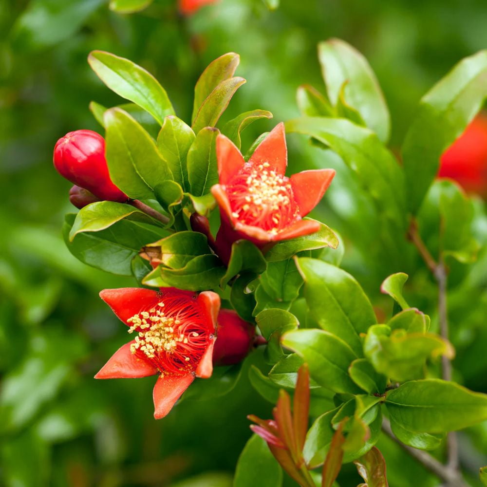 Expert Gardener 2-3 ft tall Russian Pomegranate Live Tree in 5-Gallon Grower Pot