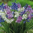 thumbnail image 2 of Caribbeangardenseed Spanish Bluebells,HYACINTHOIDES HISPANICA (10 Mixed Bulbs) A.K.A Wood Hyacinth, 2 of 2
