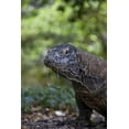 thumbnail image 2 of Shimlock, Jones 11x14 White Modern Wood Framed Museum Art Print Titled - Close-up of Komodo dragon, Komodo NP, Indonesia, 2 of 4