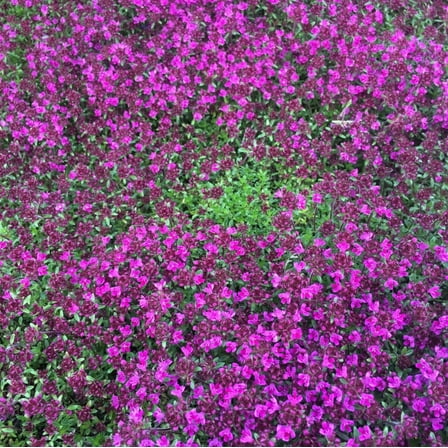 50.000 Pink Creeping Thyme Seeds for Planting,  Thymus Serpyllum - Perennial Ground Cover