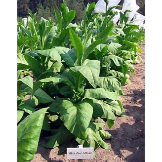 tobacco tree for sale 1000 African Red Seeds ~ Bright Leaf Nicotiana Tabacum ~ High Nic! early to mature Tree tobacco - Fine Gardening