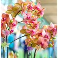 thumbnail image 4 of 30 Pcs Plant Clips, Orchid Clips, Mini Plastic Plant Clips, Garden Clips, Plant Clips for Tomatoes, Roses, Cucumbers, Trellis Plants, Garden Orchids, Climbing Plants, Sturdy Clips, Dragonfly, 4 of 5