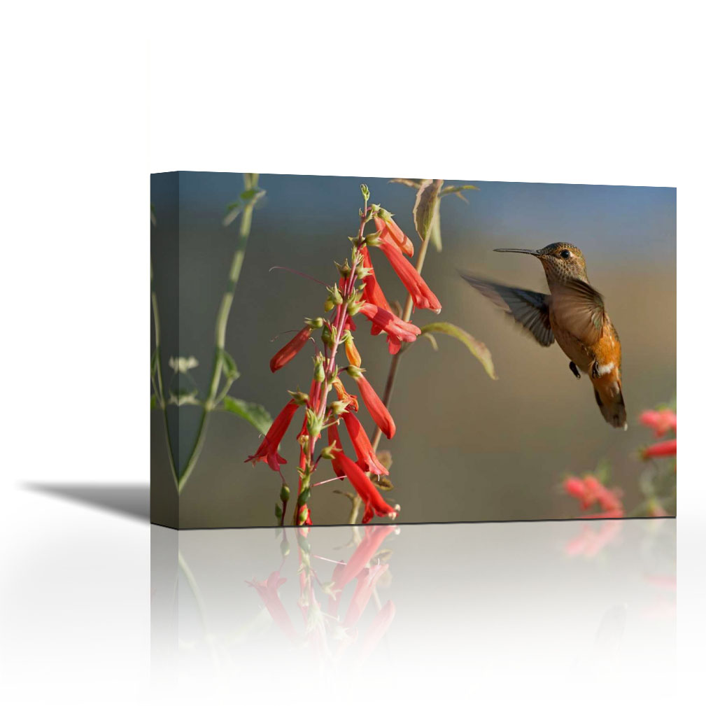 Broadtailed Hummingbird feeding on flower nectar, Santa Fe, New Mexico