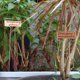 thumbnail image 4 of 30 Pack 10 Inch High Copper Plate Metal Plant Labels Garden Stake Tags Reusable Planting Gardening Markers, 4 of 5