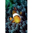 thumbnail image 1 of Wallmonkeys Clown Fish Peel and Stick Wall Decals Mural WM82984 (16 in W x 24 in H), 1 of 4