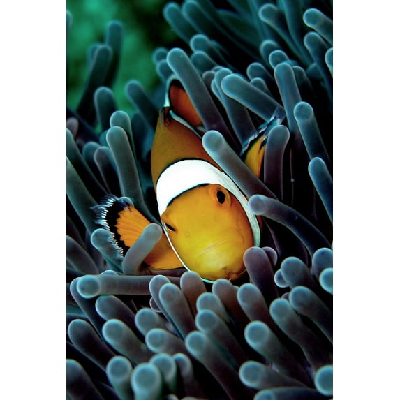 Wallmonkeys Clown Fish Peel and Stick Wall Decals Mural WM82984 (16 in W x 24 in H)