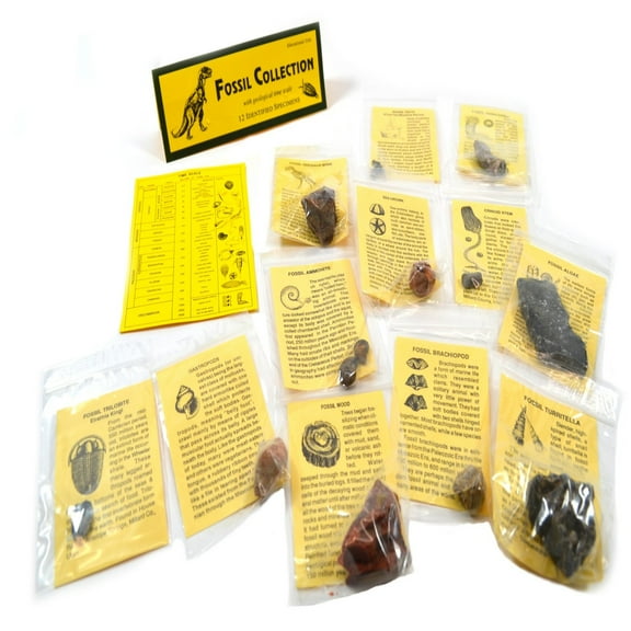 12 Piece Deluxe Fossil Collection - Includes 12 Samples, Information Cards and a Geological Timescale - Great For Introductory Fossil Study - Eisco Labs