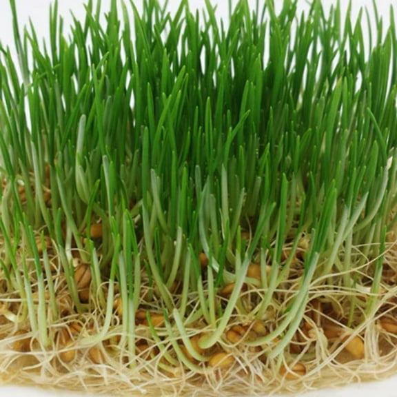 Harris Seeds Sun Garden Sprouts 3 oz Wheat Sprout Seeds, USDA Organic