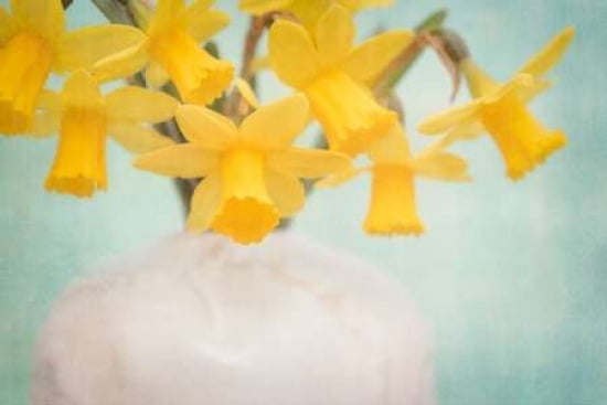 Daffodils Canvas Ar