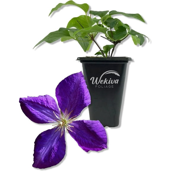 Clematis Jackmanii - Live Starter Plant in a 2 Inch Growers Pot - Starter Plants Ready for The Garden - Beautiful Violet Purple Flowering Vine