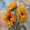 Sunflower Still, variant on Sunny Ocean Waves Mosaic Canvas Wall Art, Sea Wave Print for Living Room, Bedroom, Kitchen, Bathroom and Hotel Decor