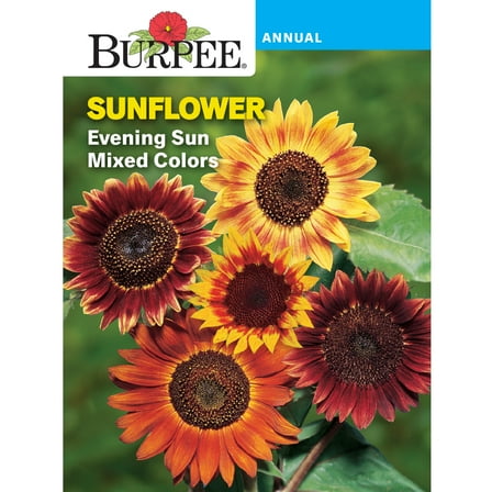 Burpee Evening Sun Mix Sunflower Flower Seed, 1-Pack